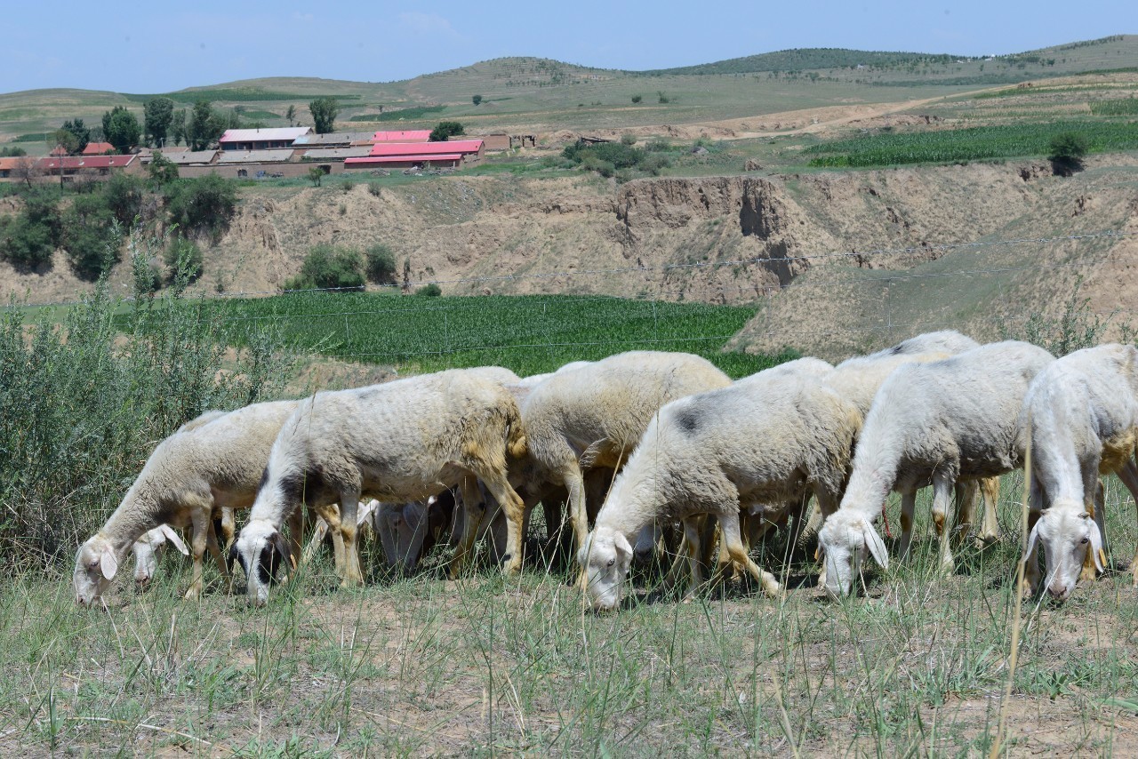 1503382126139896.jpg 3.jpg