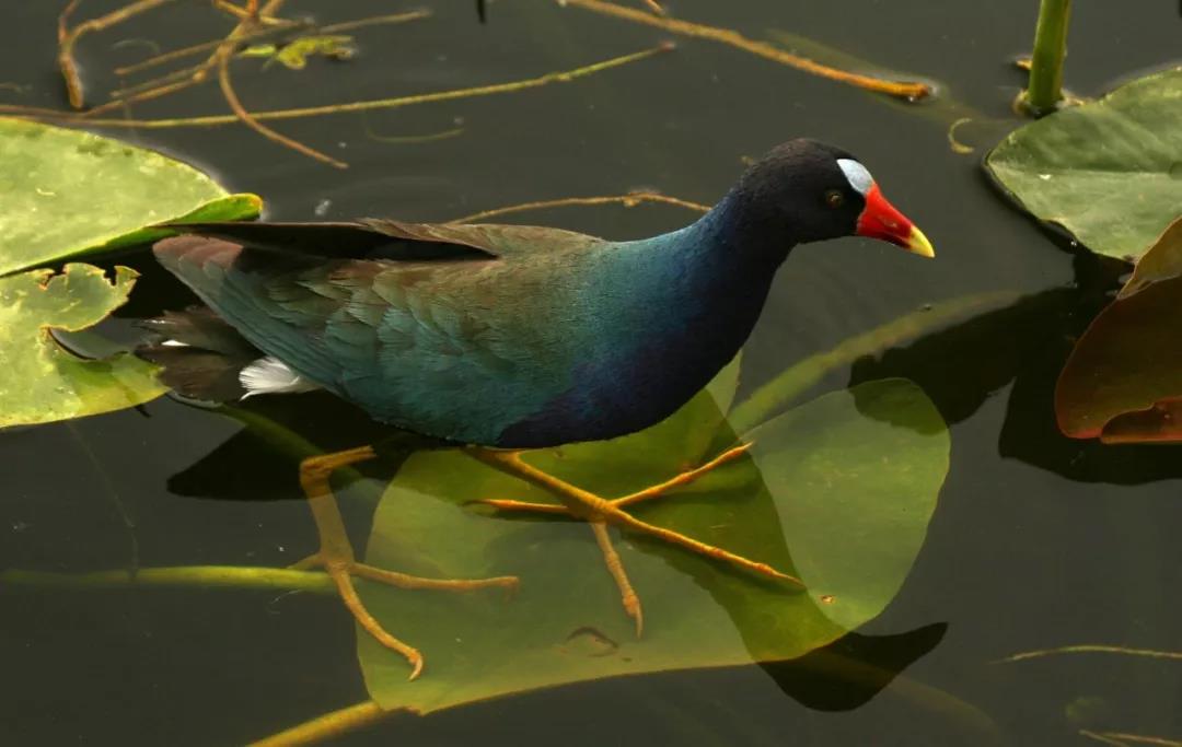 1563264795583941.jpg 微信图片_20190716161300.jpg