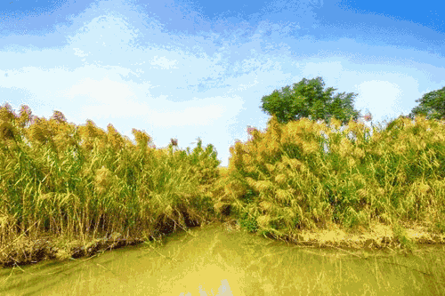 1591934163207628.gif 微信图片_20200612115545.gif